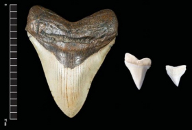 Giant megalodon shark teeth may have inspired Mayan monster myths 